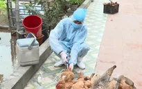 Thanh Hóa khống chế dịch cúm gia cầm H5N6