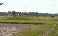 Nhiều giải pháp cứu lúa mùa hạn mặn