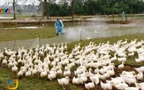 Khó khăn trong việc phòng chống dịch cúm gia cầm H5N6