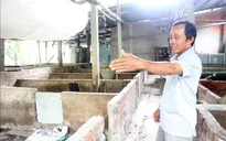 Khuyến cáo người chăn nuôi lợn không tái đàn ồ ạt