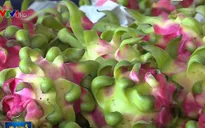 Nhiều DN Long An chuyển hướng xuất khẩu thanh long bằng đường biển
