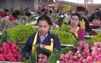 Colombia kỳ vọng tăng gấp đôi lượng hoa xuất khẩu dịp Valentine 2020