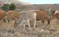 Khó duy trì đàn gia súc do vùng chăn thả bị thu hẹp và khô hạn