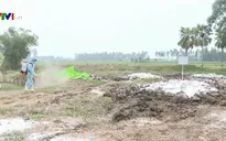 Phát hiện sớm và tiêu hủy các ổ dịch cúm gia cầm H5N6