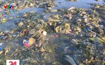 Bãi biển Bình Thuận trở thành bãi chứa hàng tấn rác thải
