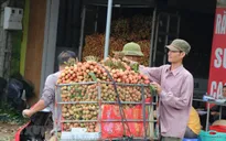 Chuẩn bị các điều kiện cần thiết để xuất khẩu vải quả tươi sang Nhật Bản