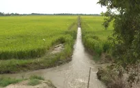 Kiên Giang công bố tình trạng hạn hán xâm nhập mặn