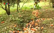 Người trồng cam Hà Giang thiệt hại nặng do cam rụng