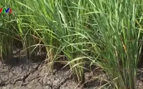 Hạn mặn bủa vây ĐBSCL: Giảm thiệt hại nhờ những giải pháp tích cực