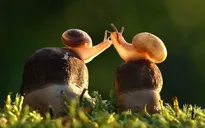 Mỉm cười trước những khoảnh khắc âu yếm trong thế giới động vật
