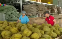 Dịch viêm đường hô hấp cấp COVID-19: Cơ hội cho nông sản Việt