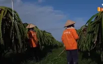 Nông dân ngừng cho thanh long ra trái