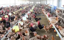 Cúm gia cầm tiếp tục bùng phát ở một số địa phương