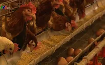 Nguy cơ dịch cúm gia cầm ở Hà Tĩnh