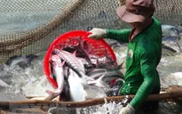 An Giang sản xuất thành công cá tra giống chất lượng cao