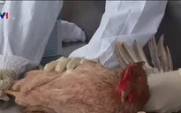 Bùng phát dịch cúm gia cầm H5N1 ở Hồ Nam, Trung Quốc