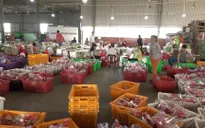 Long An: Nông dân trồng thanh long điêu đứng do ảnh hưởng bởi dịch do virus Corona