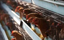 Giữa "tâm bão" virus corona, cúm gia cầm H5N1 bất ngờ bùng phát tại Trung Quốc