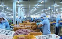 Ảnh hưởng xuất khẩu, giá cá tra giảm gần một nửa