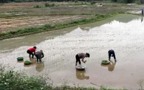 Vụ cấy lúa Xuân tiết kiệm hàng tỷ m3 nước