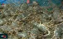 Khơi thông thị trường nội địa, gỡ khó cho vùng nuôi tôm hùm