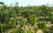 Người dân không mặn mà với tái canh cà phê