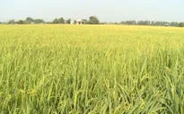 Lúa miền Tây nhẹ lo trước hạn mặn