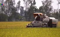 Nông nghiệp giảm thiệt hại nhờ chủ động ứng phó hạn, mặn