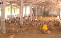 Thừa Thiên - Huế chủ động phòng chống dịch cúm gia cầm