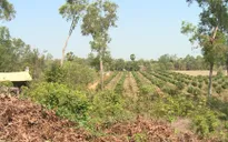 Phòng chống cháy rừng hiệu quả bằng mô hình giao khoán