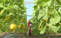 Trải nghiệm thú vị tại nông trại organic