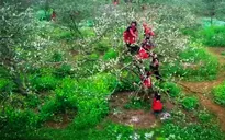 Đẹp ngất ngây mùa hoa mận nở ở Nà Ka, Mộc Châu