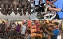 Chợ tại Indonesia "hồn nhiên" bán thịt rắn, dơi, chuột bất chấp dịch COVID-19