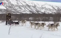 Cuộc thi chó kéo xe trượt tuyết ở Kamchatka, Nga