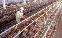 Giá gà tăng gấp đôi, người chăn nuôi vẫn thua lỗ