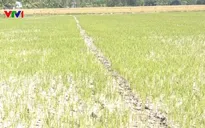 Nông dân Sóc Trăng trước nguy cơ mất trắng do sản xuất lúa vụ 3