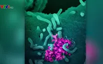 Mỹ thử nghiệm thuốc điều trị COVID-19 trên người