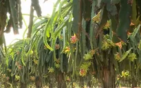 Tiền Giang đề nghị xây kho bảo quản trái cây tồn đọng do ảnh hưởng từ dịch COVID-19