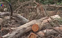 “Nóng” tình trạng phá rừng tại miền Trung, Tây Nguyên
