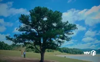 Ngắm cảnh sắc Đà Lạt tuyệt đẹp trong phim "Nước mắt loài cỏ dại"