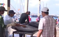 Phú Yên: Đầu năm ngư dân trúng cá ngừ đại dương