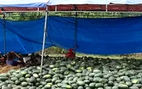 Giá dưa hấu chỉ còn 1.000 đồng/kg