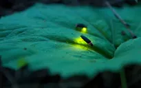 Nhiều loài đom đóm bên bờ tuyệt chủng