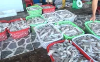 Ngư dân Cà Mau trúng đậm chuyến biển đầu năm