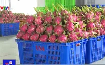 Doanh nghiệp logistics tìm giải pháp hỗ trợ lưu trữ nông sản