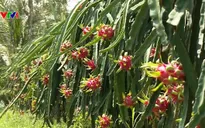 Tháo gỡ khó khăn tiêu thụ nông sản thời dịch nCoV