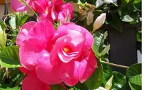 Độc đáo hoa hồng anh cánh kép nở hoa quanh năm