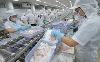 Nhiều thách thức với ngành cá tra Việt Nam năm 2020
