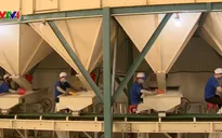 DN xuất khẩu gạo chủ động ứng phó tác động của dịch nCoV