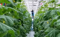 Vườn rau sử dụng khí CO2 thu từ đốt rác tại Nhật Bản